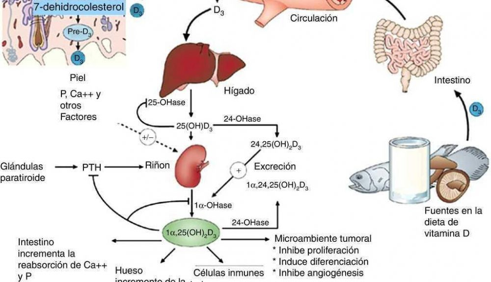Funciones de la vitamina D