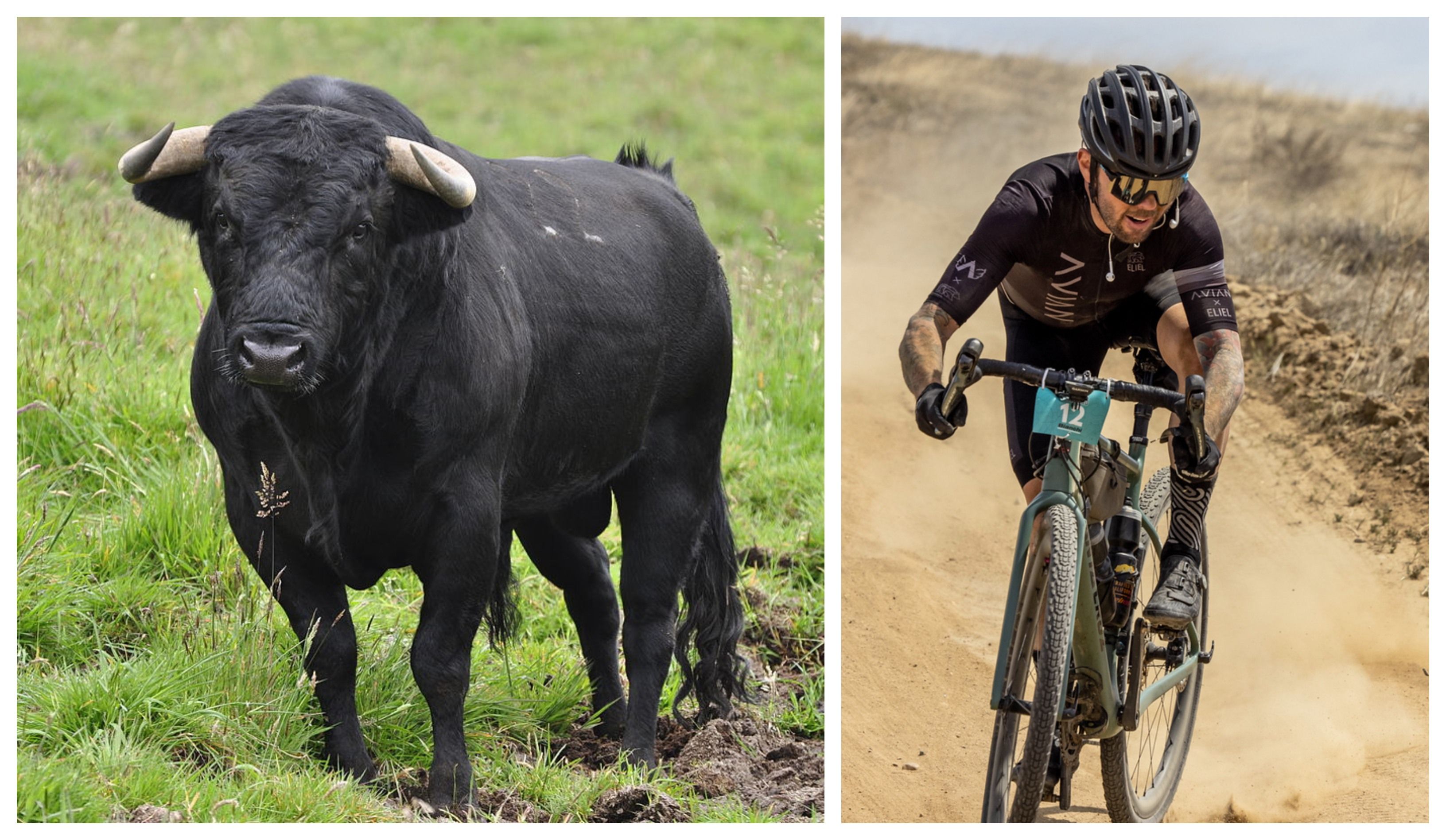 Un toro embiste a tres ciclistas en una prueba de gravel