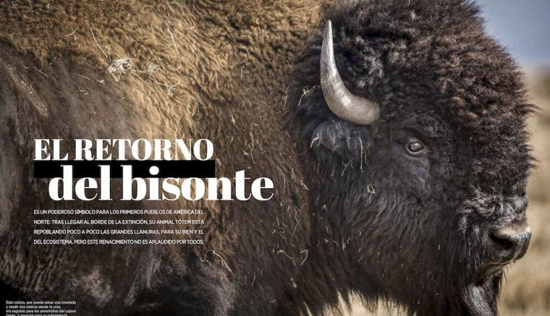 bisontes bisontes
