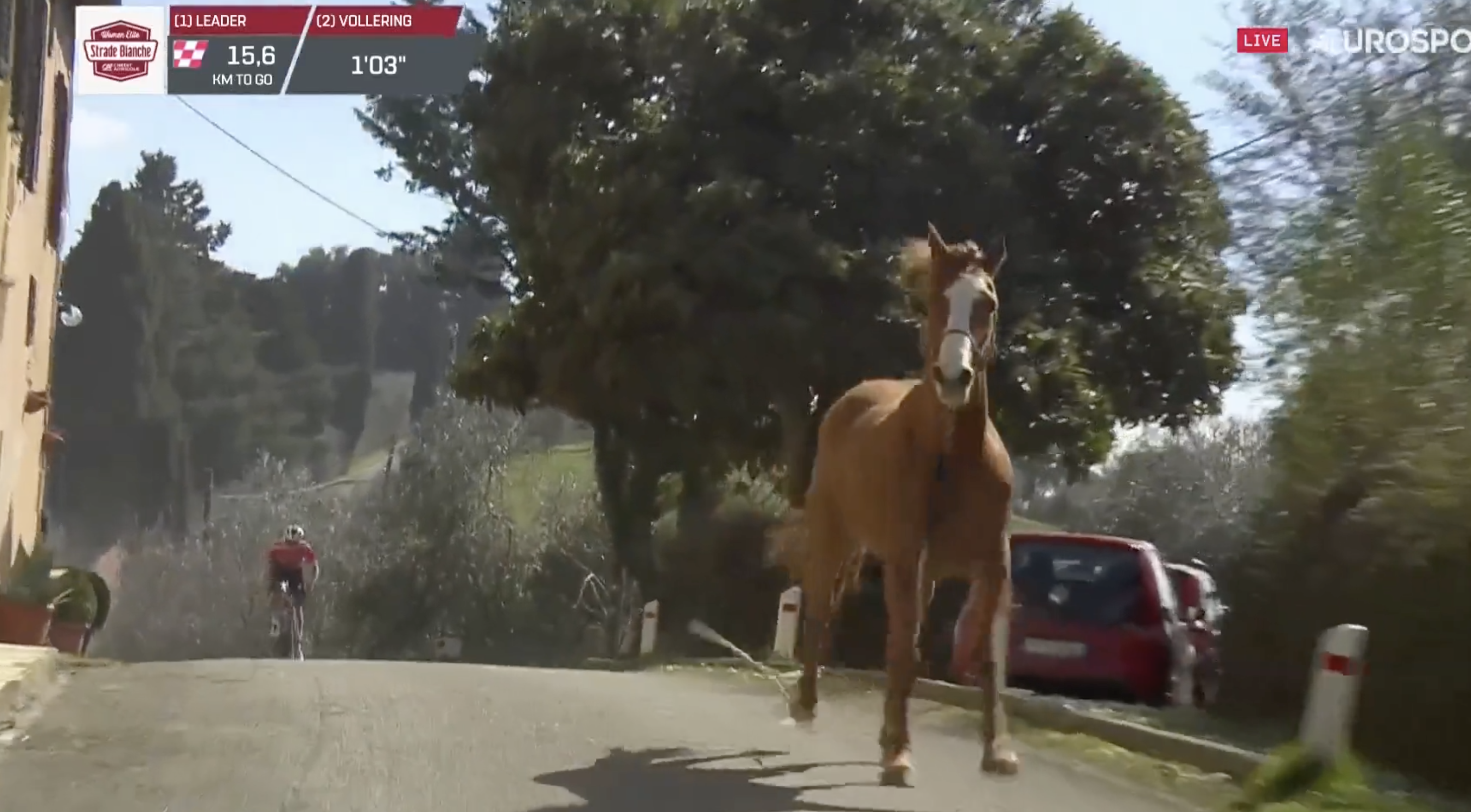Un caballo se cuela en la Strade Bianche.