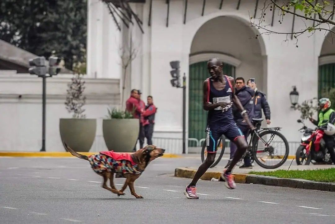 Un perro ataca y priva de la victoria al keniata Robert Ngeno en el maratón de Buenos Aires.