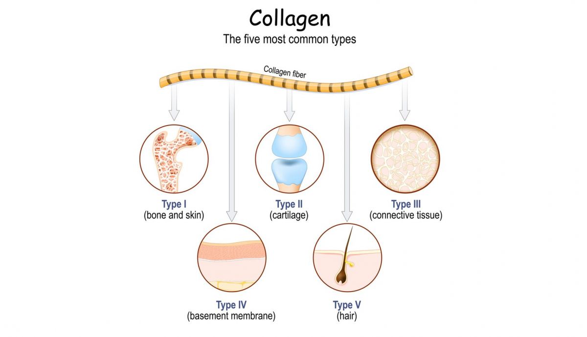 Los 5 tipos más comunes de colágeno Los 5 tipos más comunes de colágeno