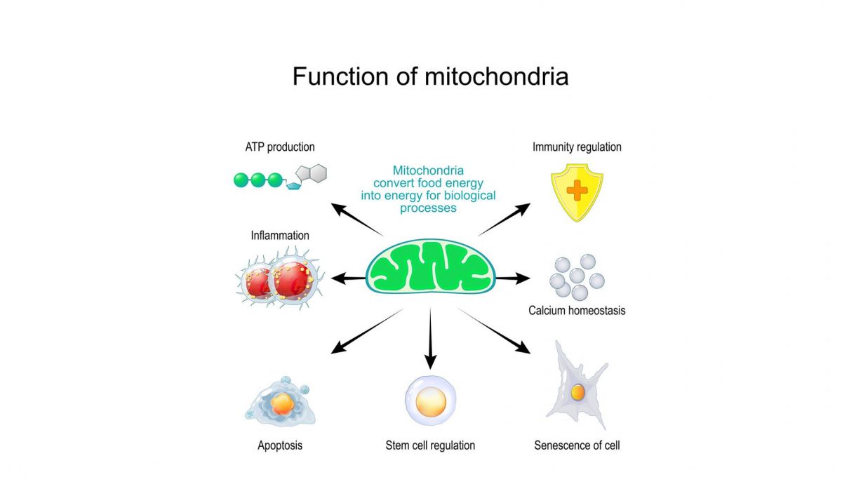 Funciones de las mitocondrias Funciones de las mitocondrias