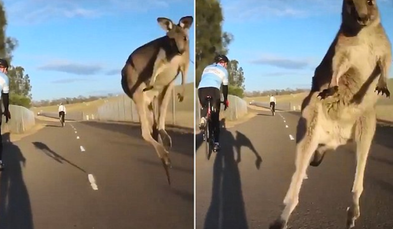 (VÍDEO) ¡Un canguro salta y choca contra un ciclista en Australia!