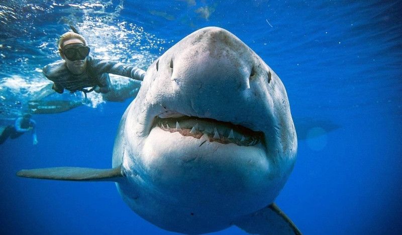 (VÍDEO) Aparece en Hawaii el tiburón blanco más grande del mundo