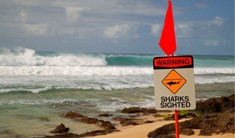 Otro ataque mortal de un tiburón en Hawaii