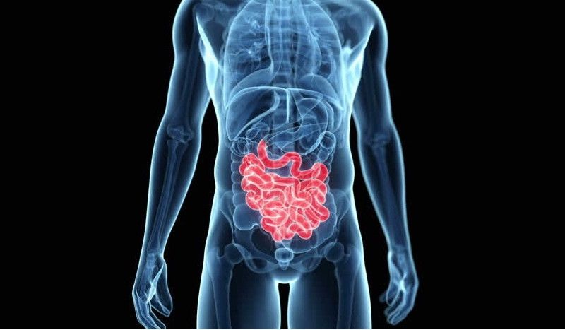 Una bacteria del intestino potencia el alto rendimiento de los atletas de élite