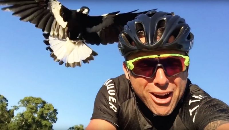 Un pájaro "acosa" a un ciclista británico