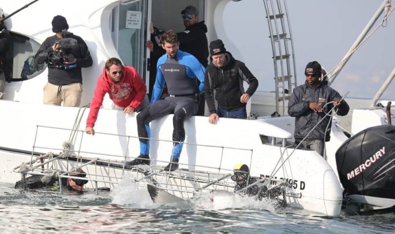 ¿Y si Phelps se enfrentara de verdad a un tiburón blanco?