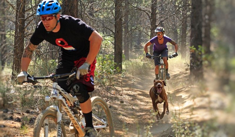 "26 perros sueltos" provocan la suspensión del Duatlón de Pedrosa