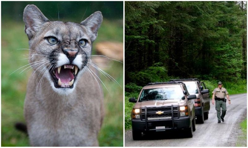 Un ciclista muere al ser atacado por un puma en Seattle