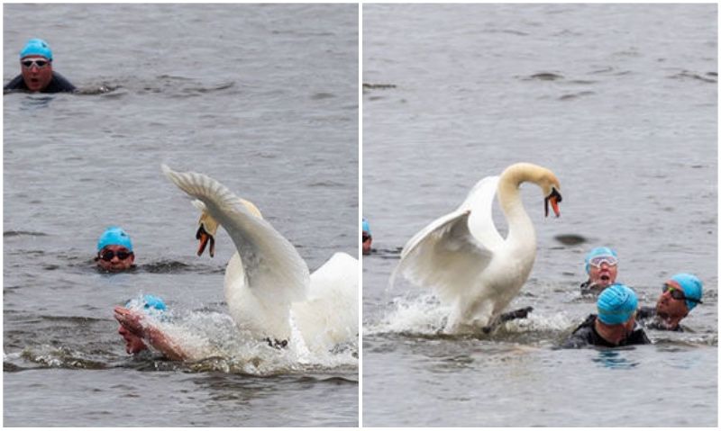 Un cisne ataca a los triatletas en plena competición