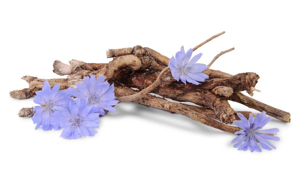 achicoria flor y raiz