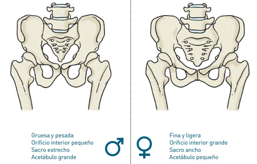 Reforzar el glúteo medio Reforzar el glúteo medio