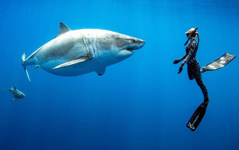 (VÍDEO) Aparece en Hawaii el tiburón blanco más grande del mundo